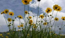 心灵之花依旧烂漫