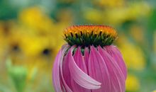 停下来我看到了美丽