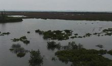 海上有片红树林观后感