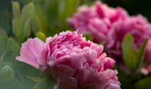 花园里的花真美啊