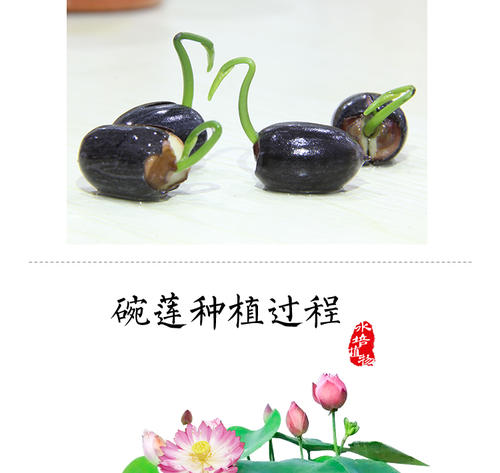 四个季节的种子