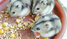 我家的小仓鼠作文