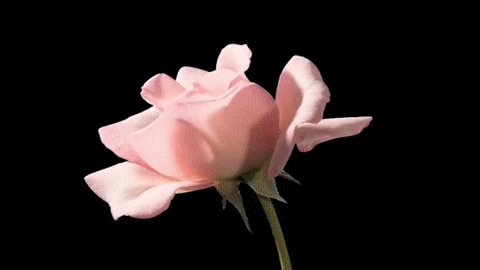 总是盛开的花朵