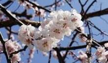 我发现了杏花的秘密