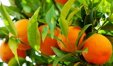 我喜爱的水果——桔子