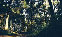 我家的那片林子