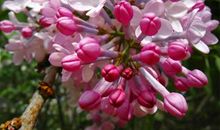 悬崖上的紫丁香