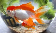 我是一条小金鱼