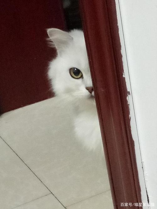 我发现了壁虎的秘密