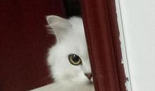 我发现了壁虎的密秘