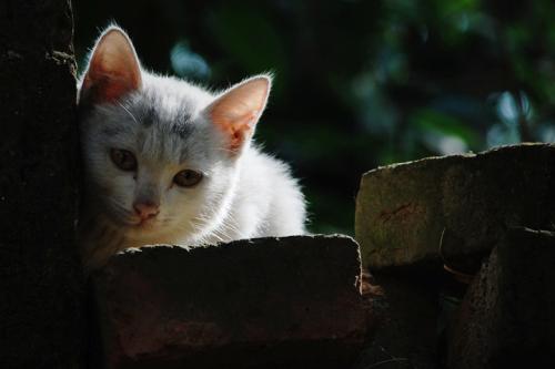 隔壁的小猫