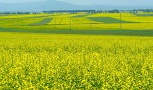 油菜