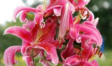 送人百合手余花香