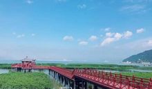 观《海上有片红树林》有感