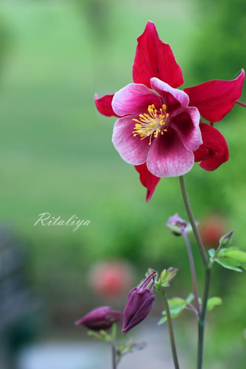 魔术花