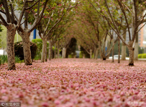 那朵樱花雨