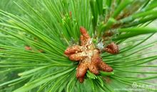 那一独特的生命