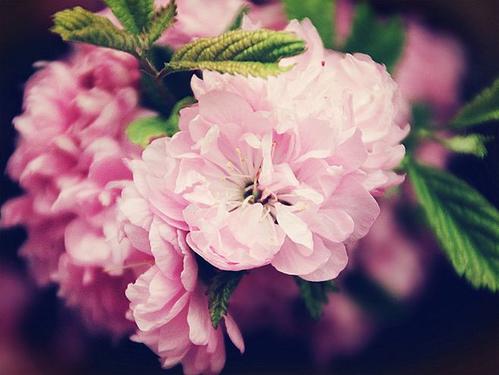 生命之花