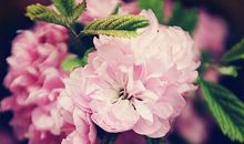 光阴摇不落生活的花朵