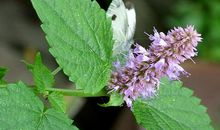 我发现了种子爱雨天