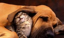 与动物和平共处