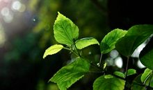 我是一场春天的细雨