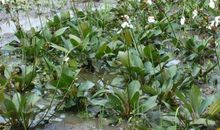 长在跑道上的野草