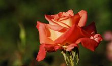 花儿为什么会变色？