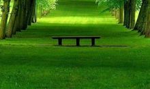 学校的林荫小道