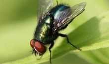 “操控”电脑的苍蝇