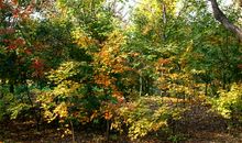 森林公园的秋色