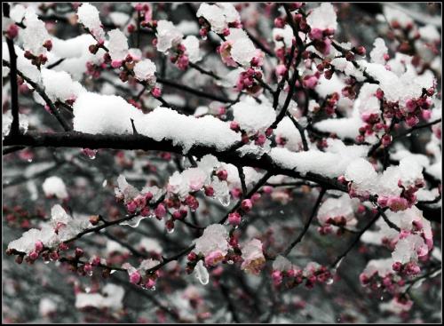 雪梅
