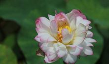 有青春便是天堂