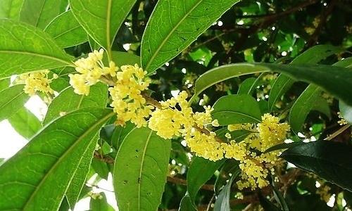桂花的耳语