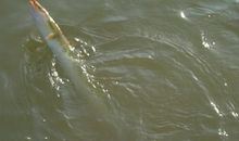 一条不咬钩的鱼