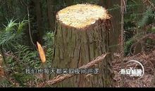 盗木贼与护林员