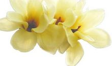 那片洁白的玉兰花