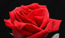赠你一朵红玫瑰