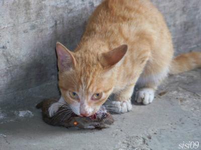 小猫救了老鼠