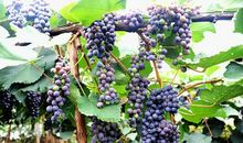 葡萄里的微感动