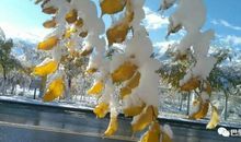 雪留给我的美好印象