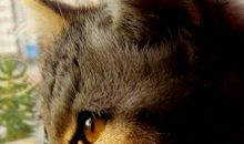 那两双忧郁的眼神