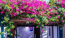 写三角梅的作文