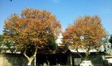 我家村口的梧桐树