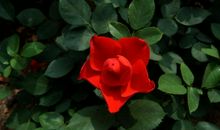 月季花和仙人掌