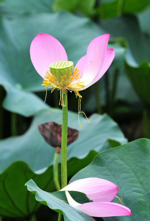那朵莲花