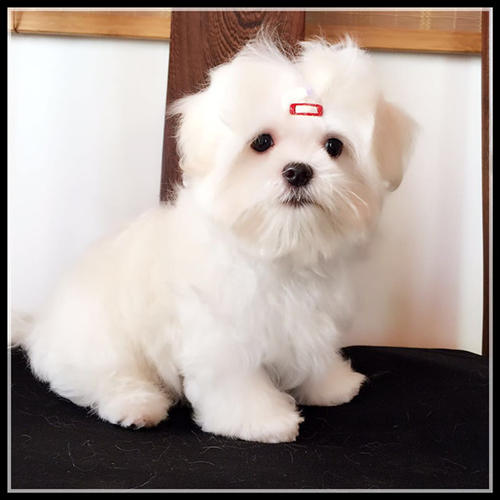 小狗“很多”