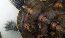 我发现乌龟生病了