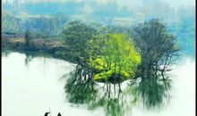 岁月静好，藤蔓最美