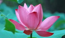 感谢内心的恬静